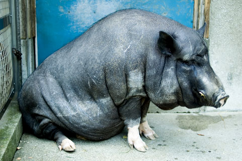 鹿児島の黒豚とは – 鹿児島物産お取り寄せ